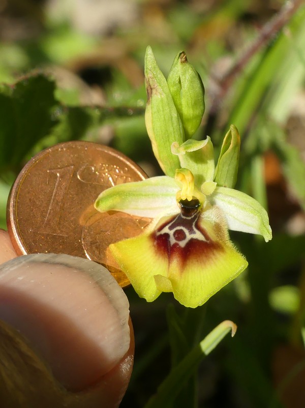 Ophrys lacaitae: la regina delle Ophrys prov. Frosinone  2020